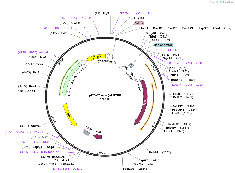 12604-plasmid-map-sequence-id-356182