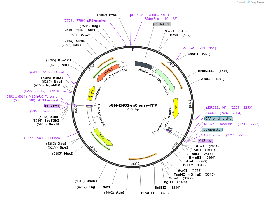180570-plasmid-map-sequence-id-356188