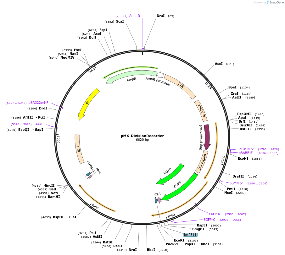179446-plasmid-map-sequence-id-356198