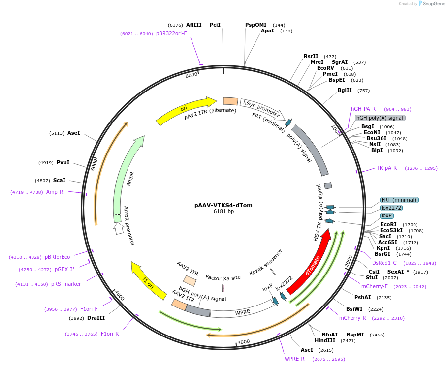 178718-plasmid-map-sequence-id-356202