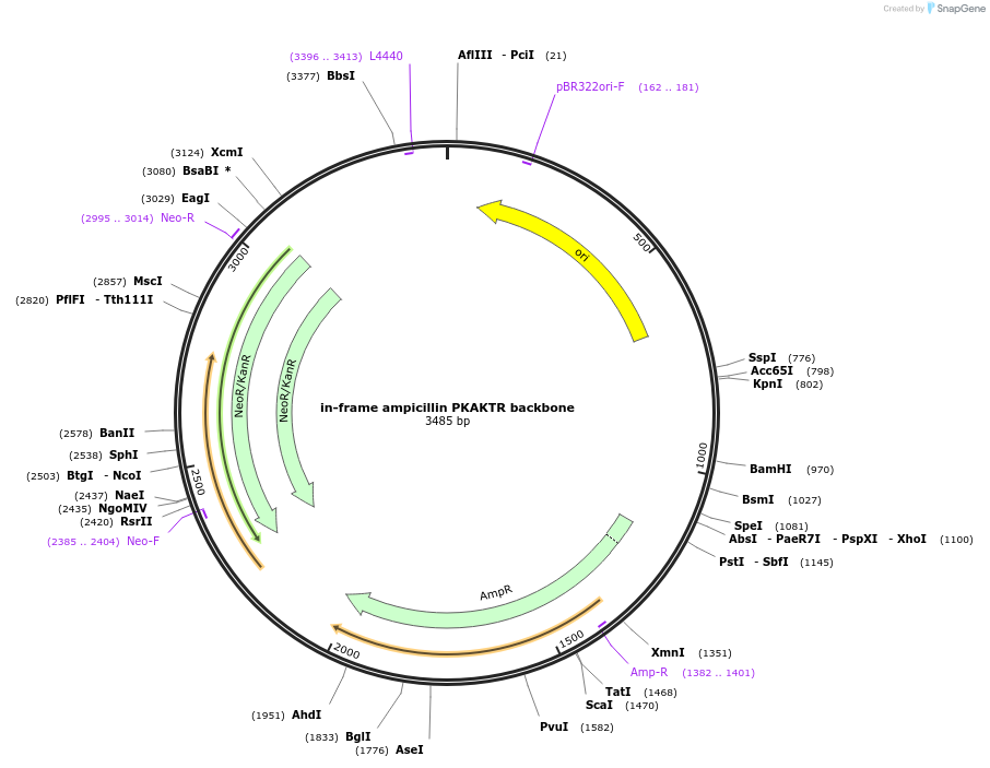177197-plasmid-map-sequence-id-356208