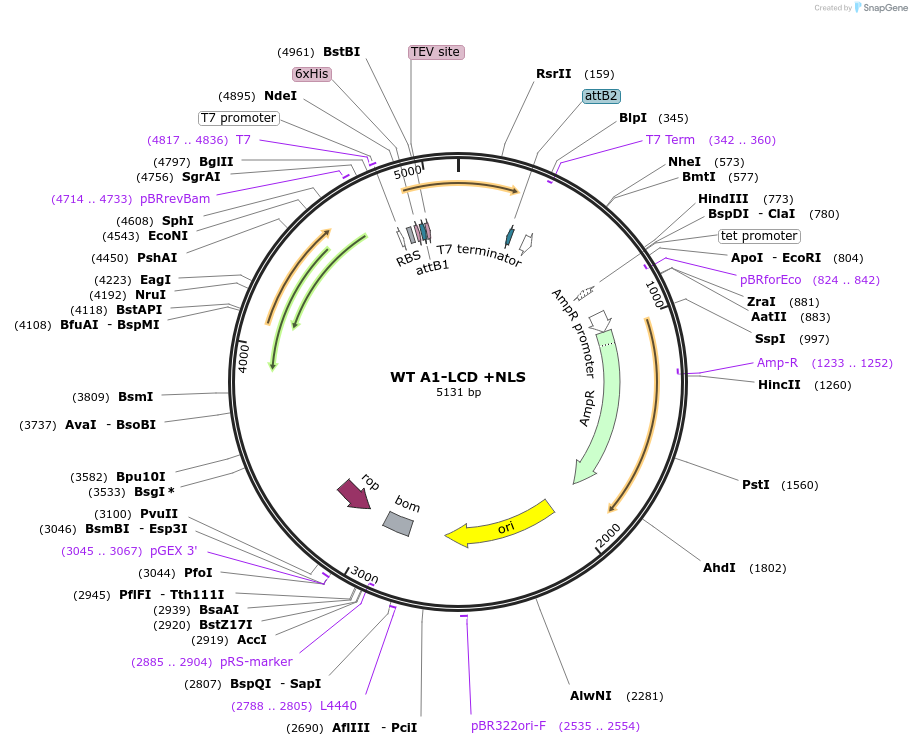 178658-plasmid-map-sequence-id-356271