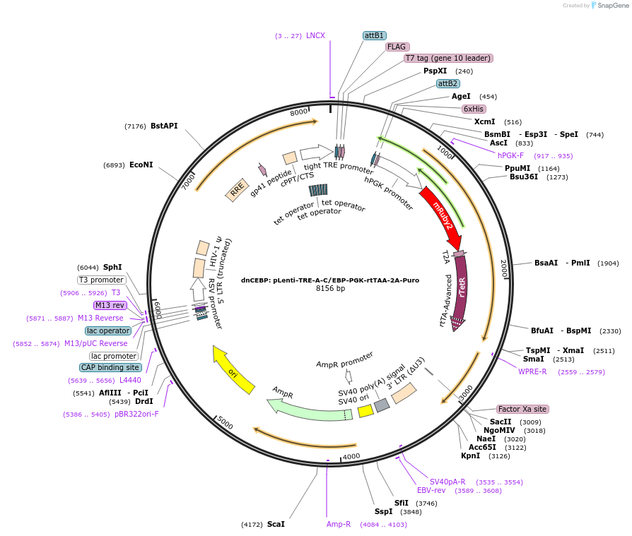 177201-plasmid-map-sequence-id-356283