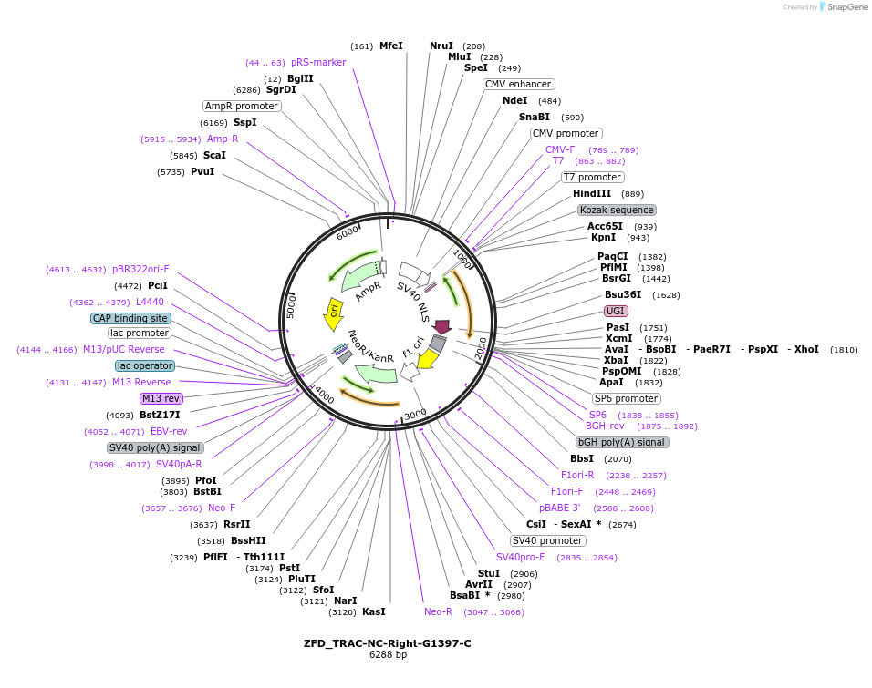 180773-plasmid-map-sequence-id-356290
