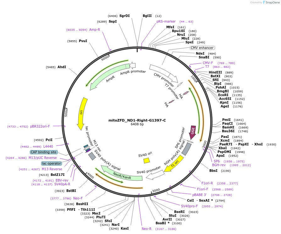 180769-plasmid-map-sequence-id-356292