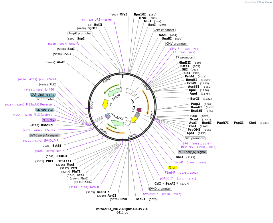 180771-plasmid-map-sequence-id-356294