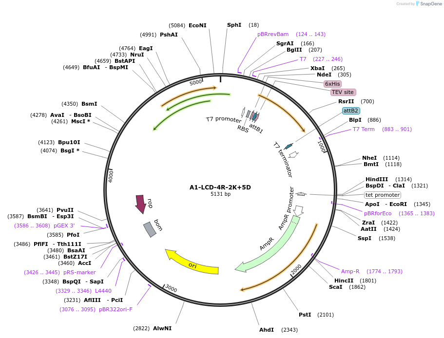 178681-plasmid-map-sequence-id-356295