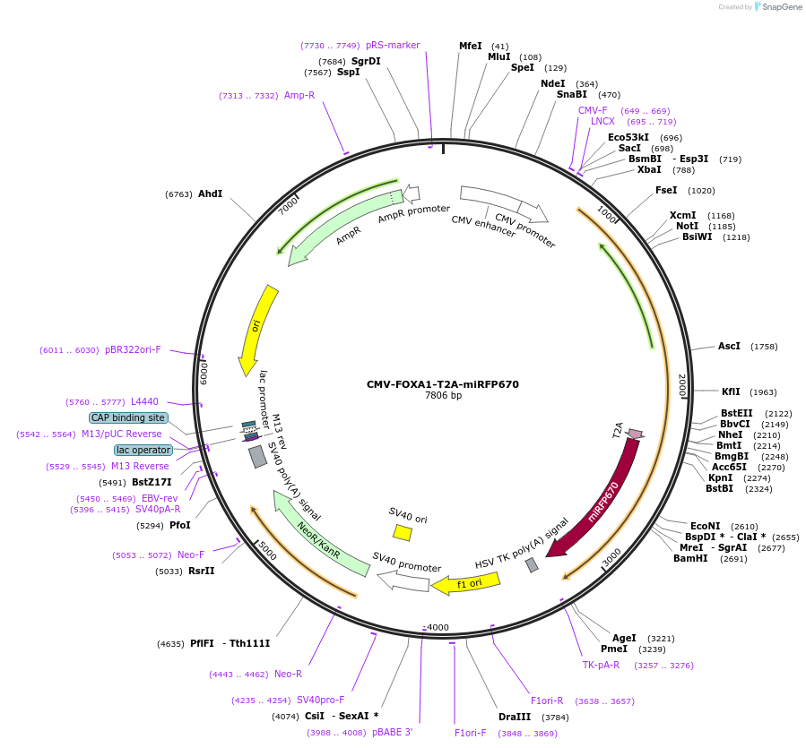 182335-plasmid-map-sequence-id-356298