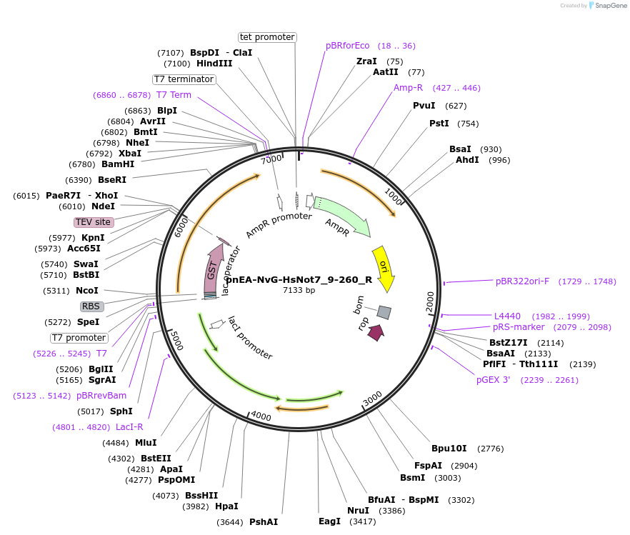 147369-plasmid-map-sequence-id-356300