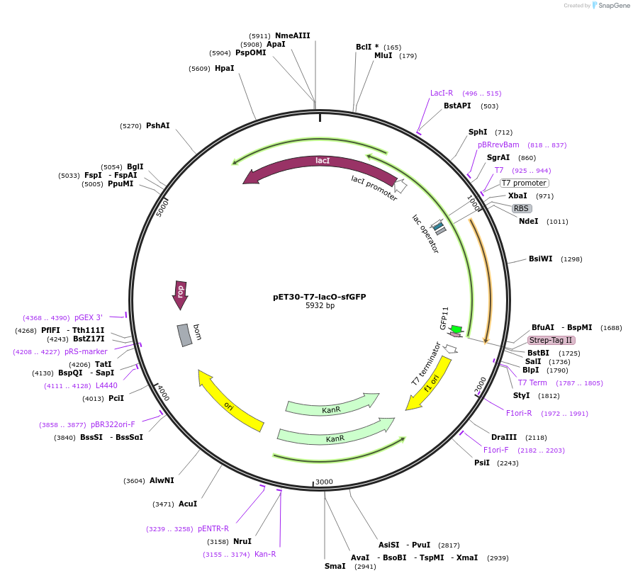180756-plasmid-map-sequence-id-356301