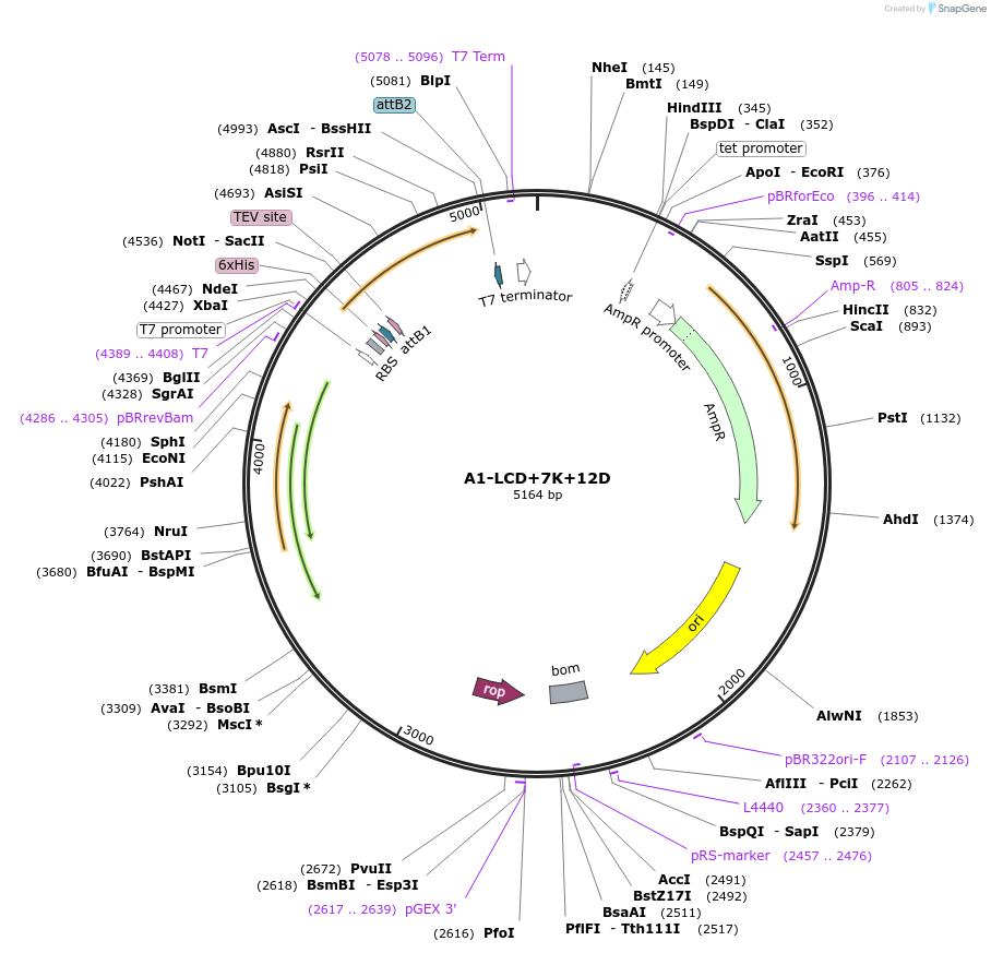 178679-plasmid-map-sequence-id-356398