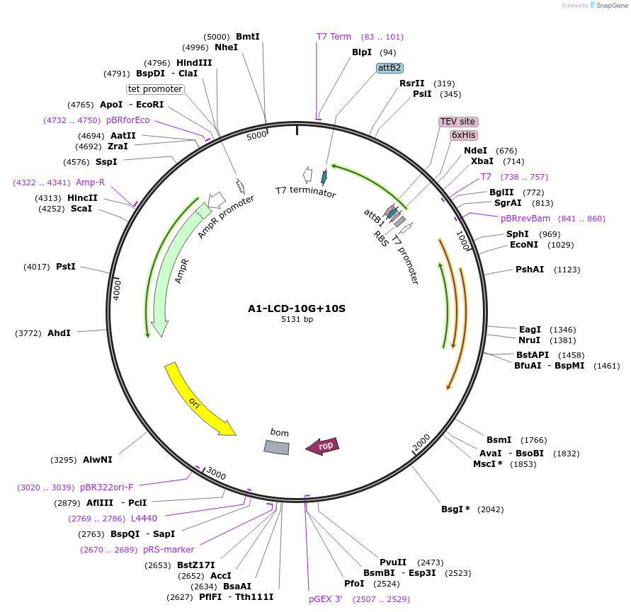 178682-plasmid-map-sequence-id-356414
