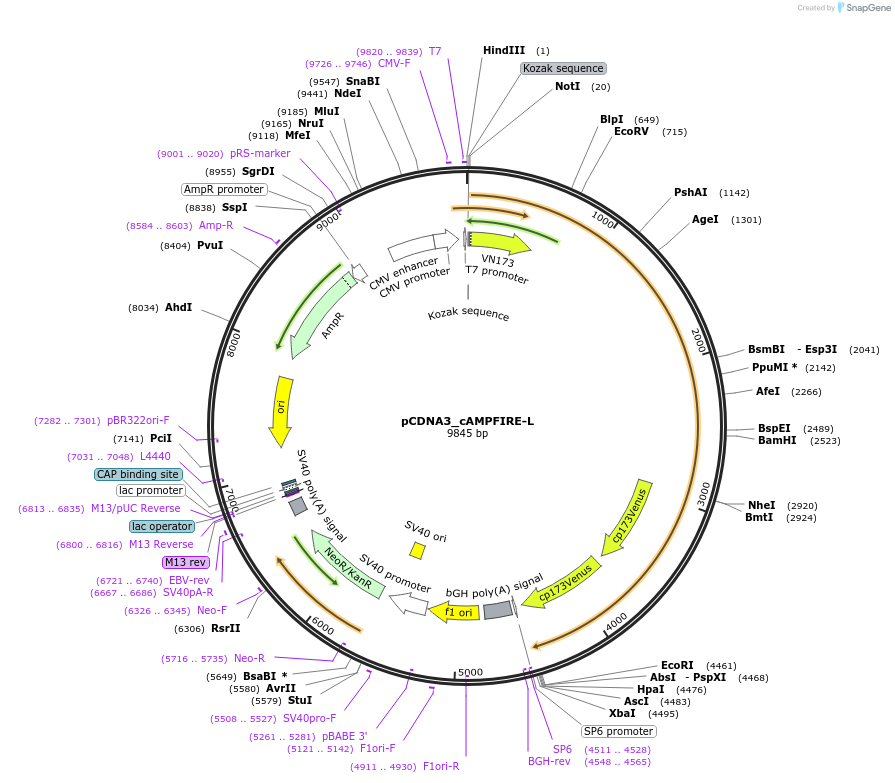 182279-plasmid-map-sequence-id-356419