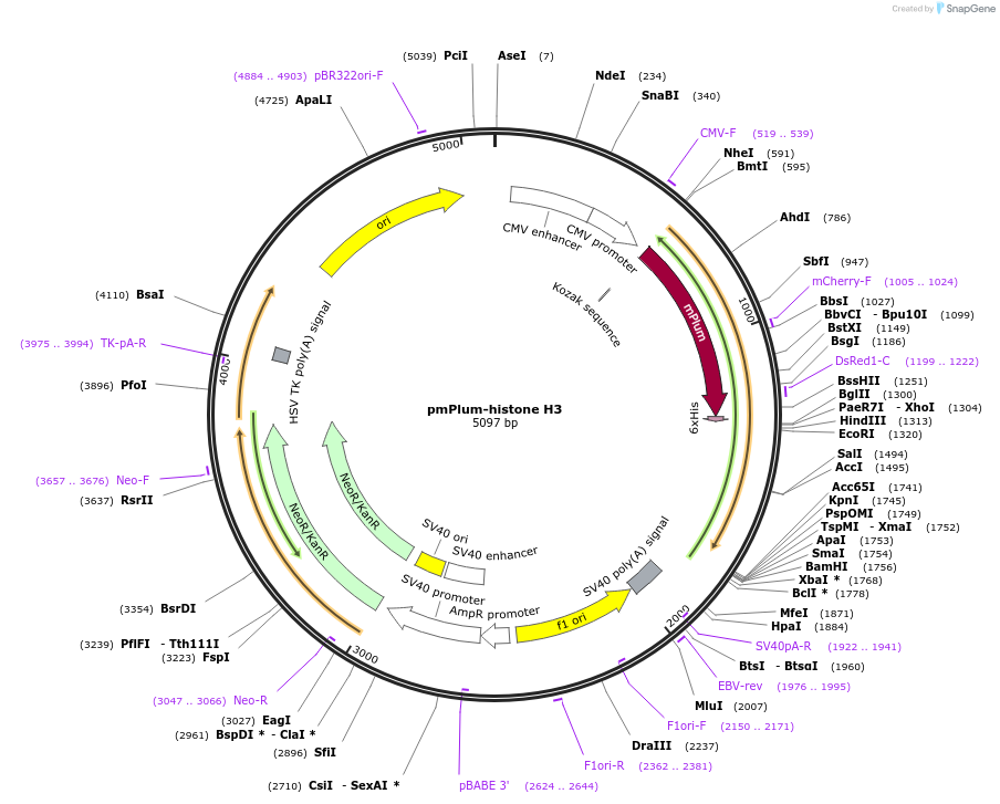 179700-plasmid-map-sequence-id-356434