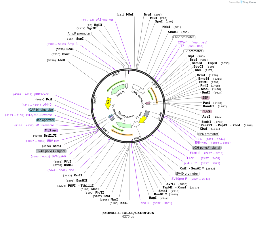 180776-plasmid-map-sequence-id-356523