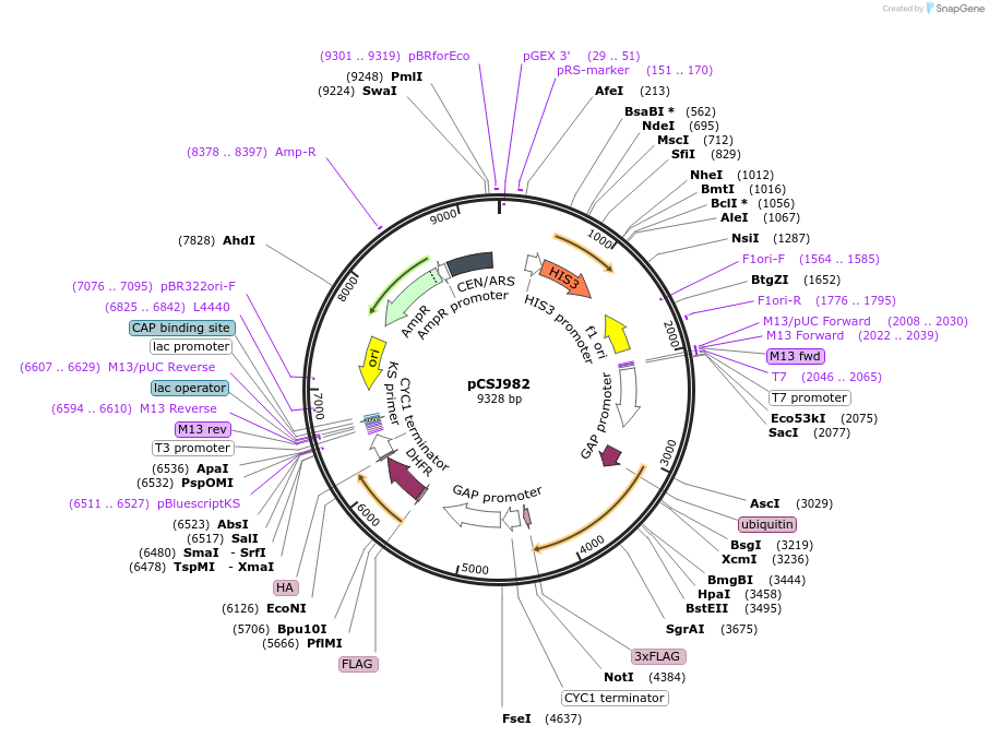 176622-plasmid-map-sequence-id-356527