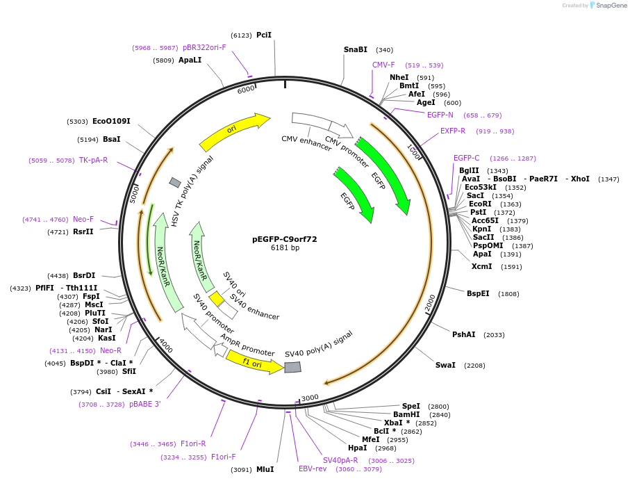 83437-plasmid-map-sequence-id-356538