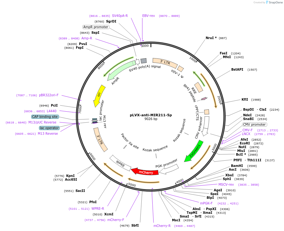 153318-plasmid-map-sequence-id-356576