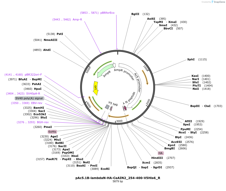 147407-plasmid-map-sequence-id-356580