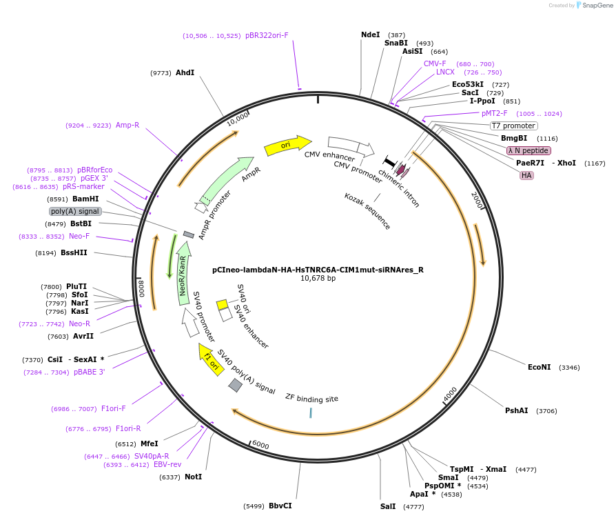 147413-plasmid-map-sequence-id-356581