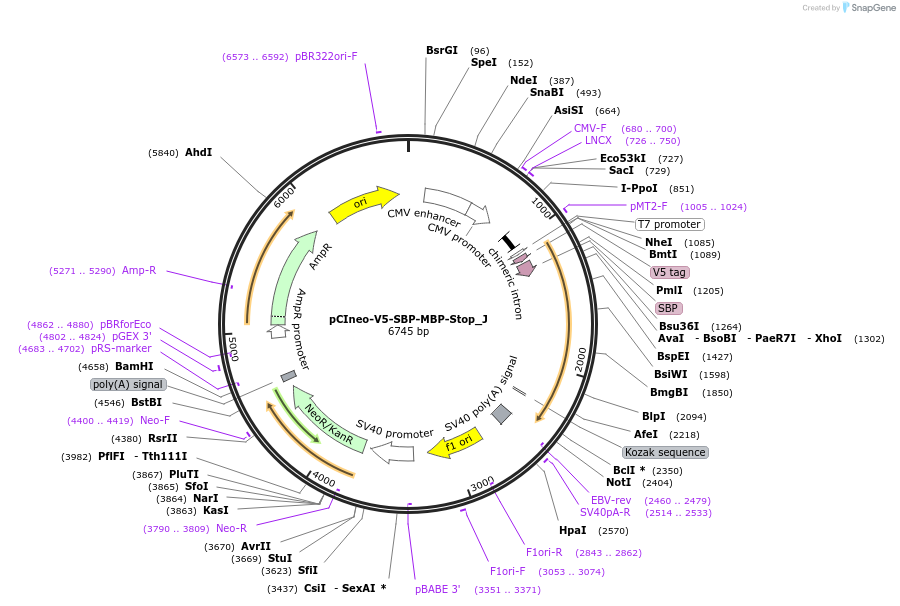 146638-plasmid-map-sequence-id-356584