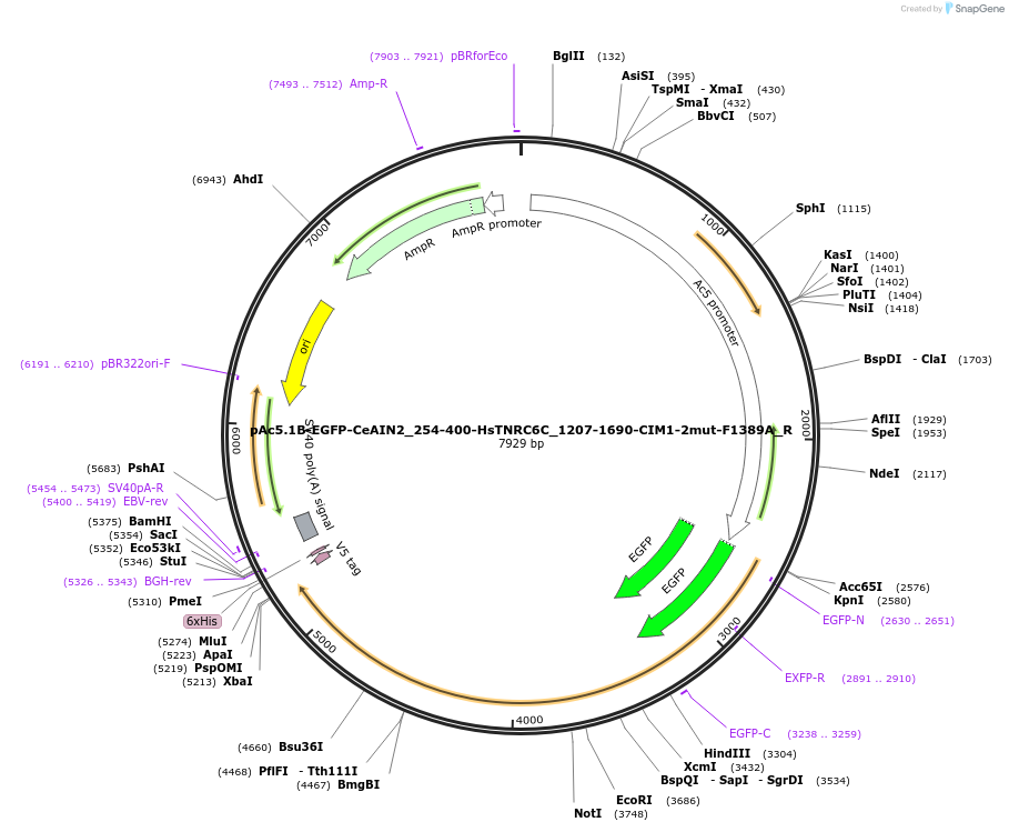 147394-plasmid-map-sequence-id-356590