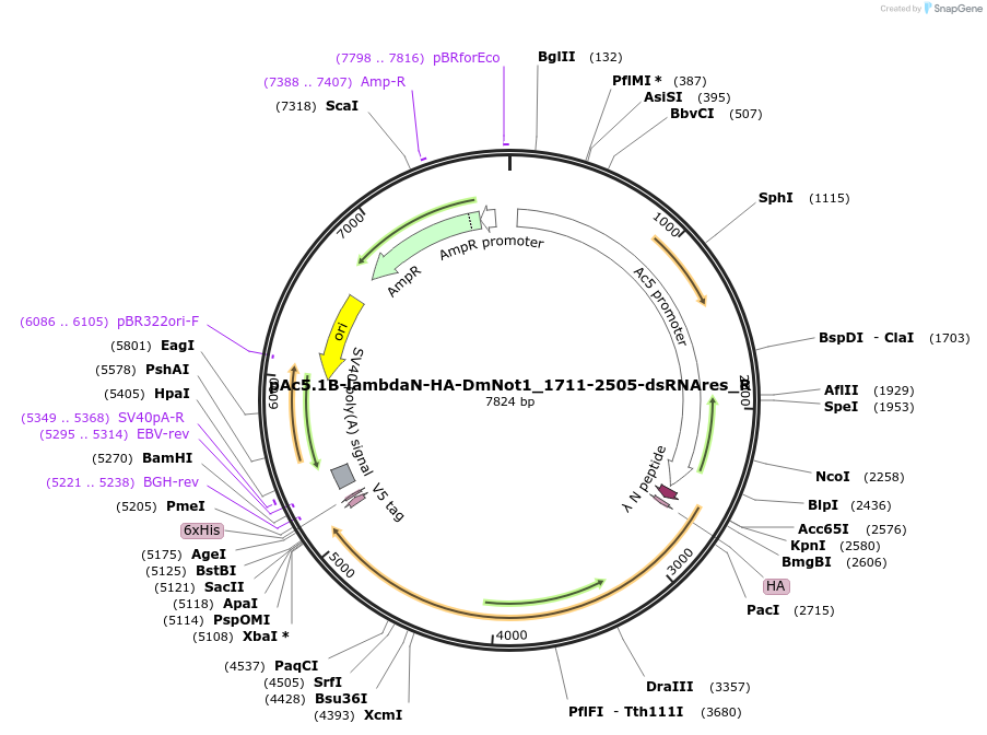 147433-plasmid-map-sequence-id-356599
