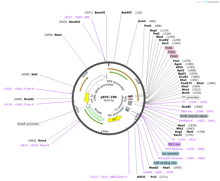 178962-plasmid-map-sequence-id-356603