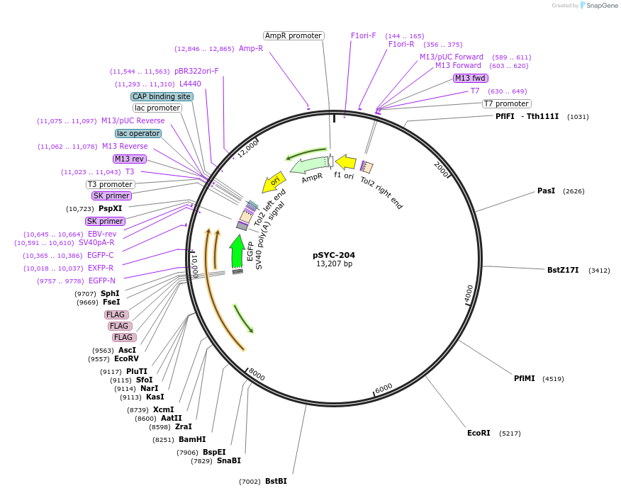 178964-plasmid-map-sequence-id-356606