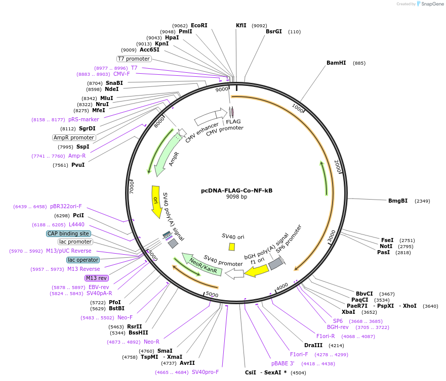 180197-plasmid-map-sequence-id-356614