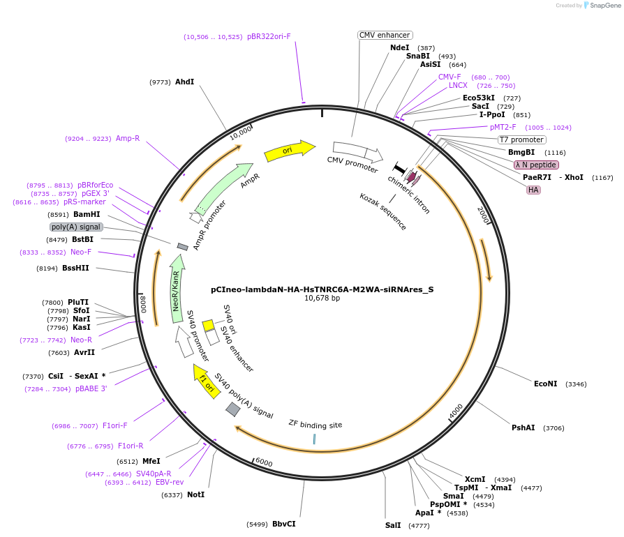 147519-plasmid-map-sequence-id-356643