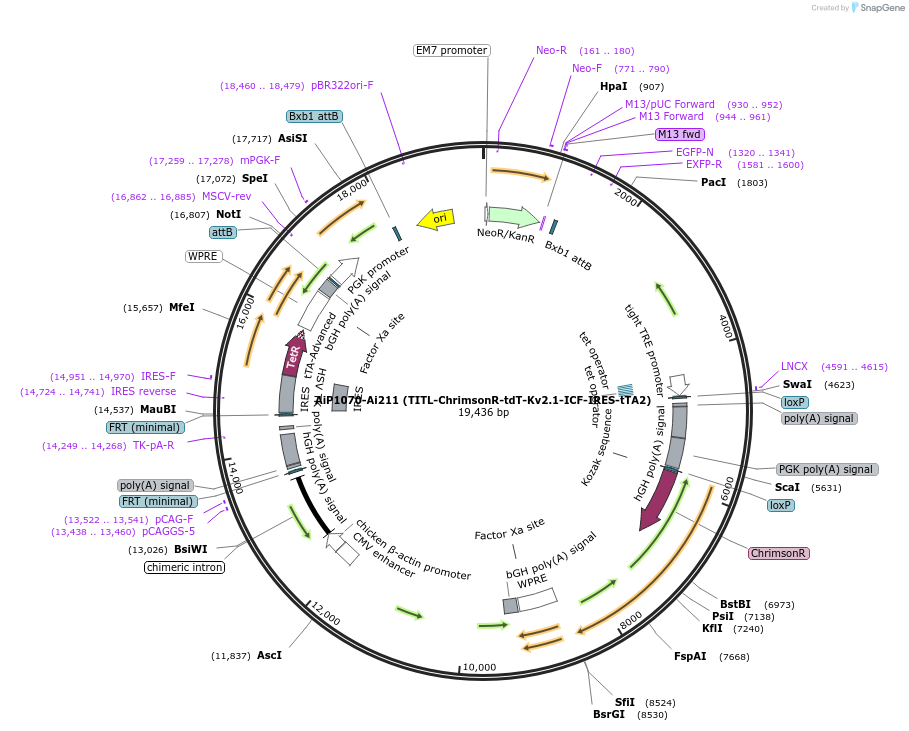181764-plasmid-map-sequence-id-356677