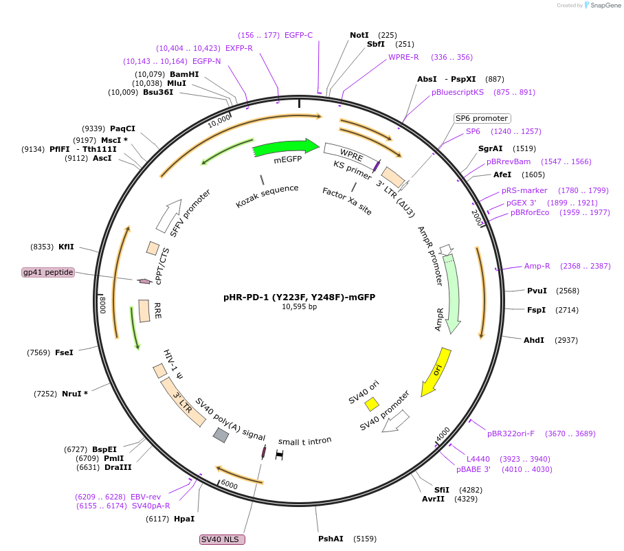 180790-plasmid-map-sequence-id-356678