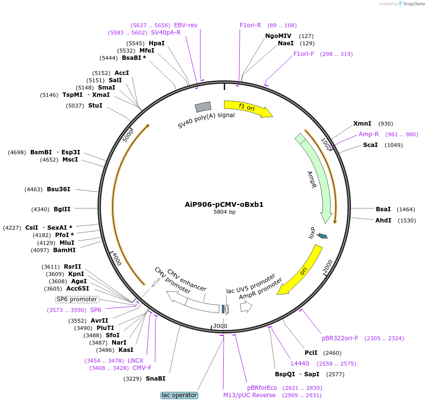 181777-plasmid-map-sequence-id-356709