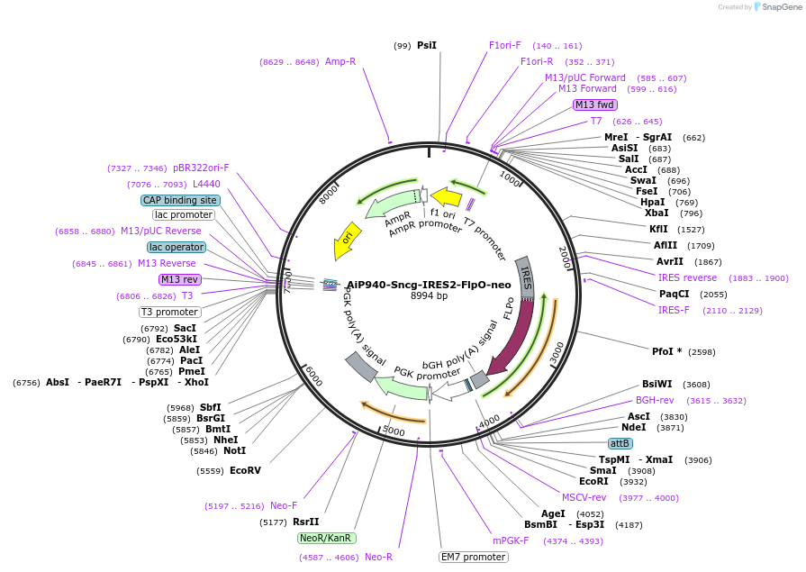 181773-plasmid-map-sequence-id-356718