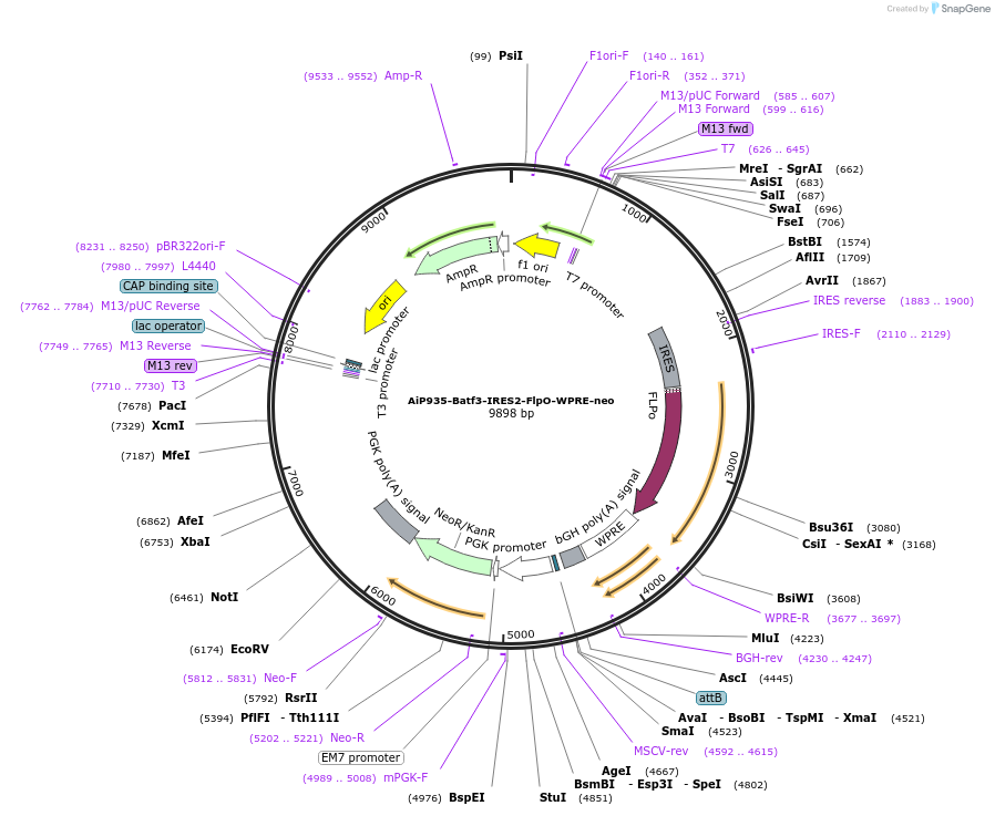 181771-plasmid-map-sequence-id-356726