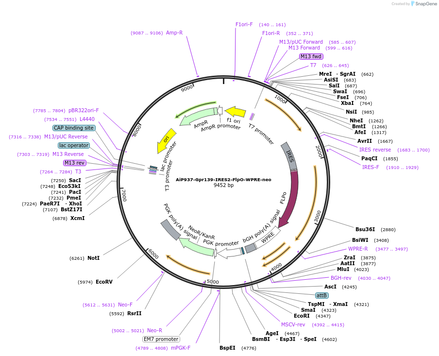 181768-plasmid-map-sequence-id-356727
