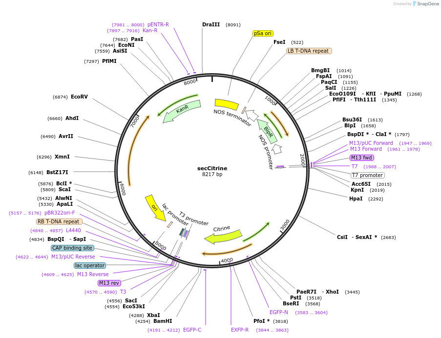 181964-plasmid-map-sequence-id-356728