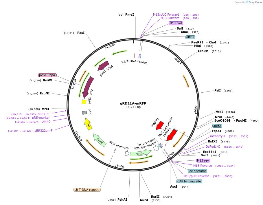 181959-plasmid-map-sequence-id-356735