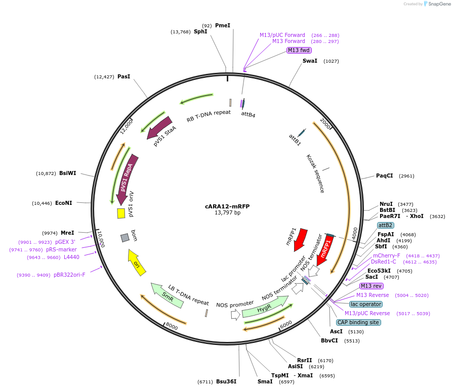 181961-plasmid-map-sequence-id-356737