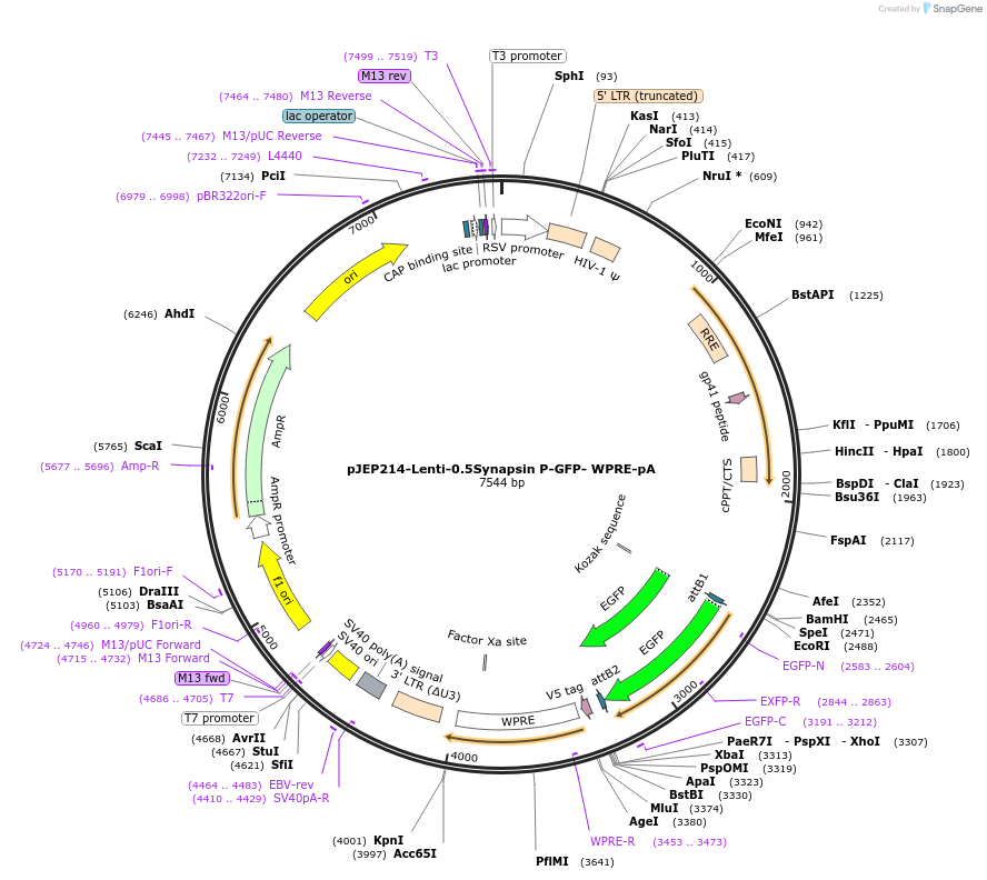 62929-plasmid-map-sequence-id-356739