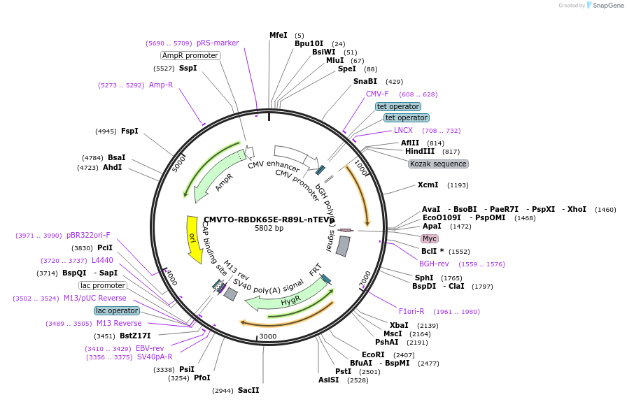 179670-plasmid-map-sequence-id-356742