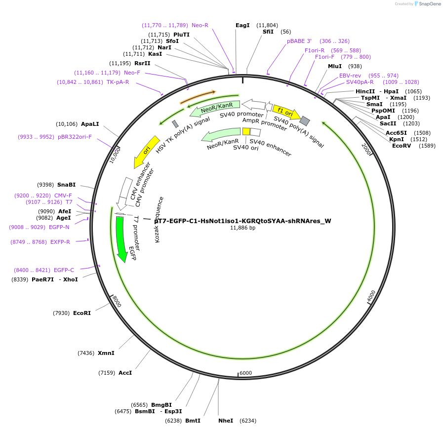 147901-plasmid-map-sequence-id-356773