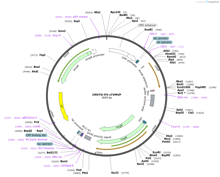 179663-plasmid-map-sequence-id-356774