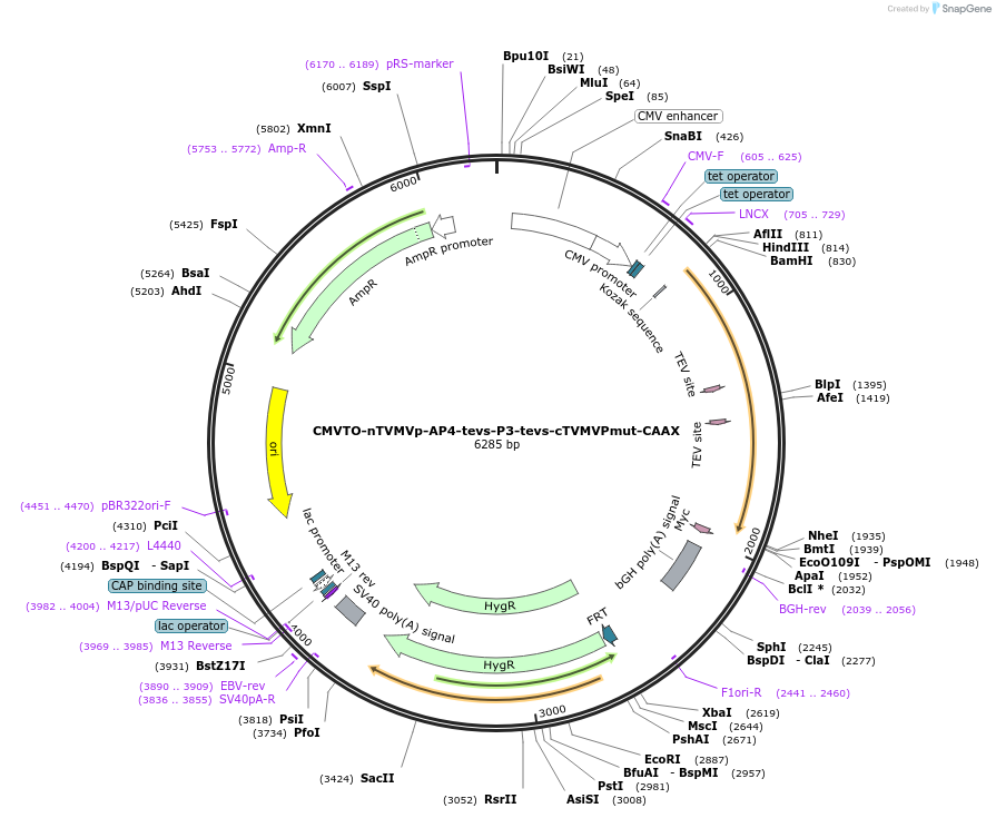 179662-plasmid-map-sequence-id-356778
