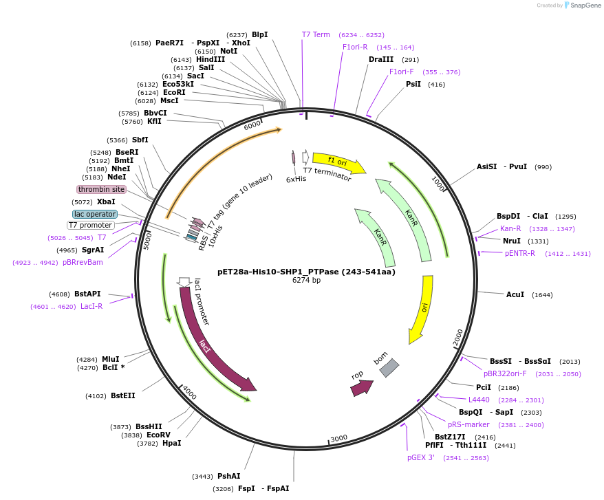 180812-plasmid-map-sequence-id-356779