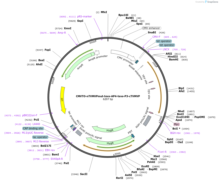 179661-plasmid-map-sequence-id-356786