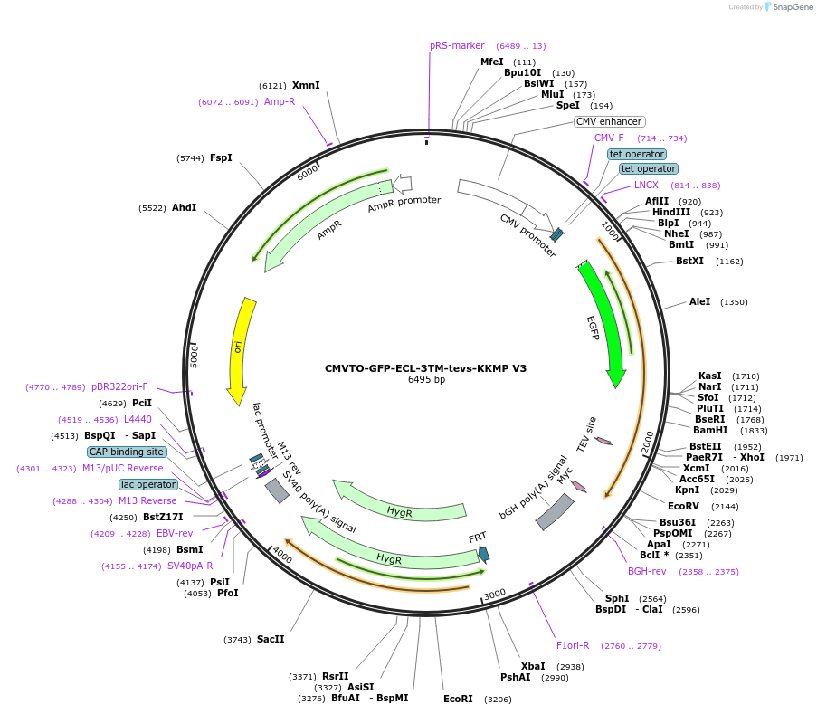 179640-plasmid-map-sequence-id-356788
