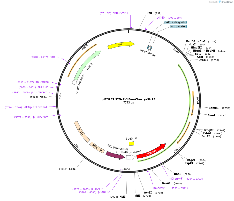 180800-plasmid-map-sequence-id-356813