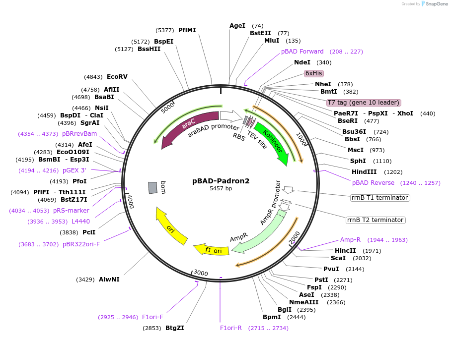 172355-plasmid-map-sequence-id-356873